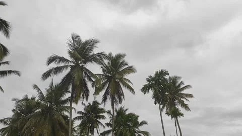 Silhouettes of green coconut palm tree crowns on a cloudy day Stock Footage 299612689