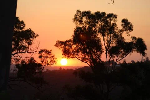 Silhouettes of gumtrees in front of sunset Stock Photos