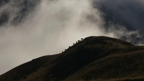 Silhouettes of horses in a cloud on a hill Stock Footage 85725083