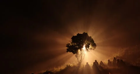Silhouettes at Huge Tree Night time 库存影片 335437081