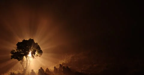 Silhouettes at Huge Tree Night time 库存影片 335437186