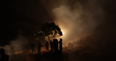 Silhouettes at Huge Tree Night time 库存影片 335437294