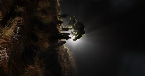 Silhouettes at Huge Tree Night time 스톡 동영상 335476860