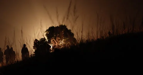 Silhouettes at Huge Tree Night time Vidéo 340129788