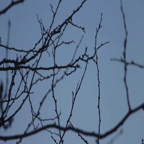 Silhouettes of leafless branches with buds on a dark blue sky 스톡 동영상 69484323