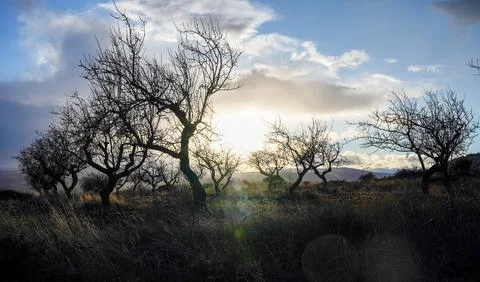 Silhouettes of leafless fruit trees in field at sunset Photos
