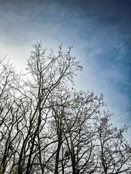 Silhouettes of leafless tree branches against a soft blue spring sky Stock Photos