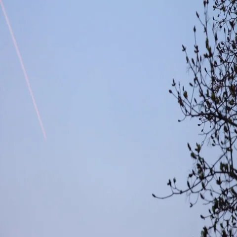 Silhouettes of leafless tree branches and flying plane leaves white trail in sky Stock Footage 69484478