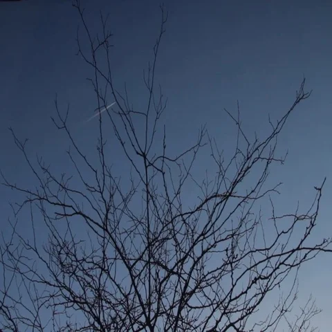 Silhouettes of leafless tree branches and flying plane leaves white trail in sky Stock Footage 69484537