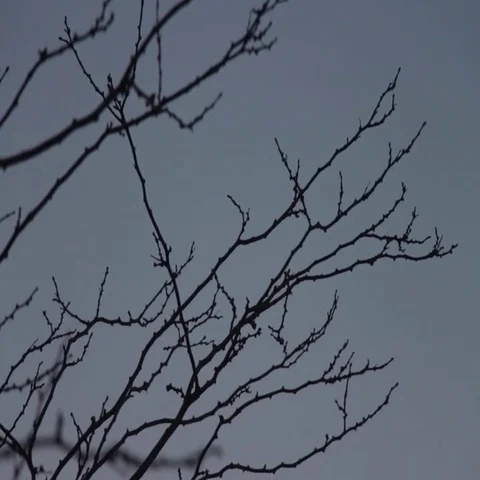 Silhouettes of leafless tree branches on sunset background Stock Footage 69645430