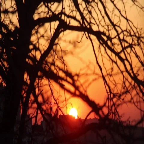 Silhouettes of leafless tree branches on sunset background Vídeo Stock 69646276