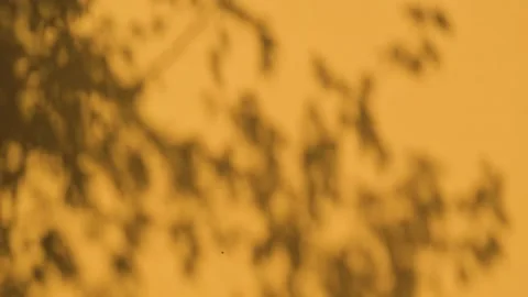 Silhouettes of leaves casting shadows on a warm backdrop at sunset. The soft Video stock 345884618
