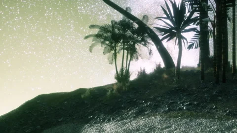 Silhouettes of Lush Palm Trees Under a Starry Sky in a Tranquil Setting Stock Footage 347252552