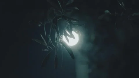 Silhouettes in the Moonlight Stock Footage 290790344