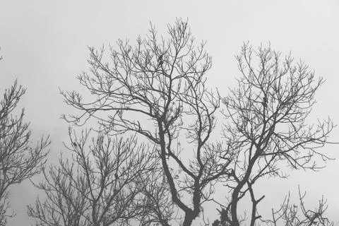 Silhouettes of old dry trees without leaves Stock Photos