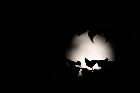 Silhouettes of old tree branches against the full moon on a dark night Stock Photos