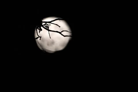Silhouettes of old tree branches against the full moon on a dark night Stock Photos