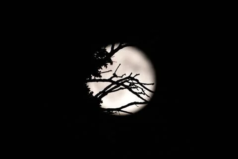 Silhouettes of old tree branches against the full moon on a dark night Stock Photos