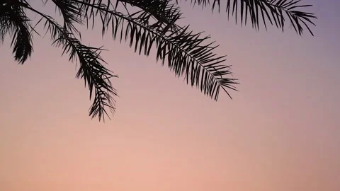 Silhouettes of palm tree over sunset background , summer vacation Stock Footage 130880235