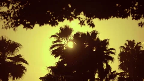 Silhouettes of palm trees against the backdrop of the sunset (sunrise) Stock Footage 104036847