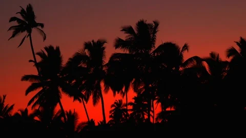 Silhouettes of palm trees against the background of a pale sky Stock Footage 86389913