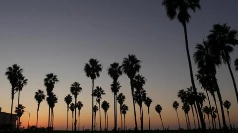 Silhouettes palm trees and people walk on beach at sunset, California coast, USA Stock Photos