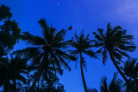 Silhouettes of palm trees on the background of blue evening Stock Photos