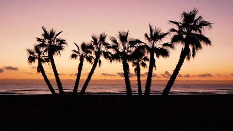 Silhouettes Of Palm Trees On The Background Of A Bright Red Sunset And The Sea Stock Footage 228116372