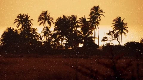 Silhouettes of the palm trees on the background of the ocean in the sun rays  Stock Footage 330869407