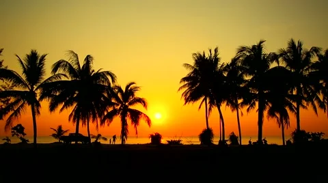 Silhouettes of palm trees on a background of the sea, sunset Stock Footage 45595737