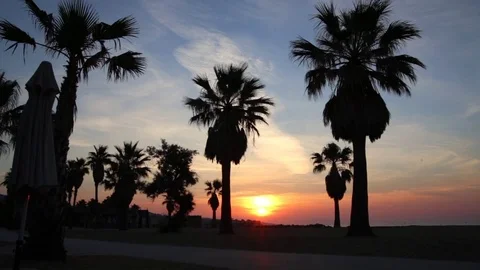 Silhouettes of palm trees at dawn Stock Footage 76998645