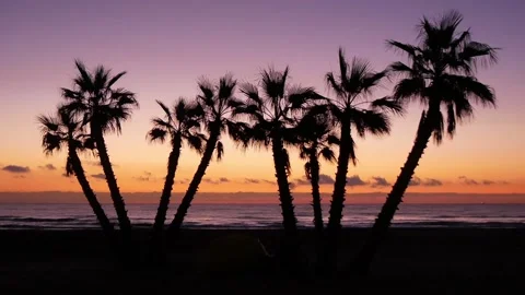 Silhouettes Of Palm Trees Group On A Background Of A Beautiful Sunset Stock Footage 228116370