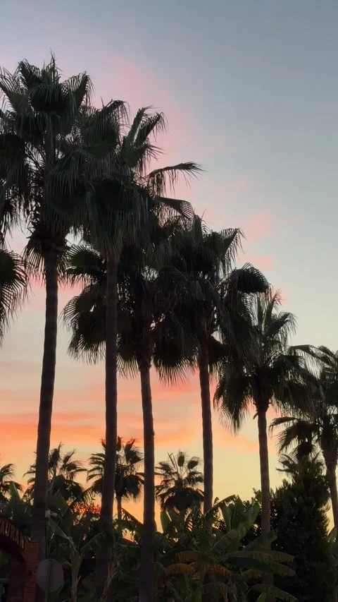 Silhouettes of palm trees lined up against a vibrant pink sunset in the backg 스톡 동영상 301864027