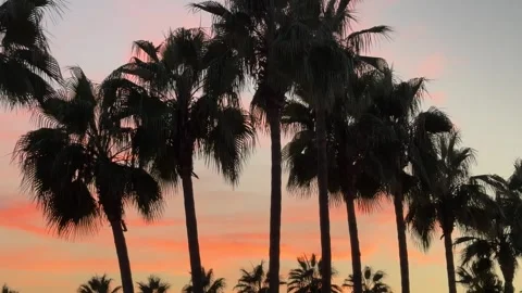 Silhouettes of palm trees lined up against a vibrant pink sunset in the backg Video stock 301865205