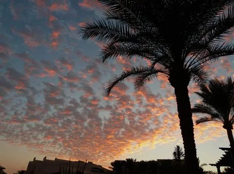 Silhouettes of palm trees Stock Photos