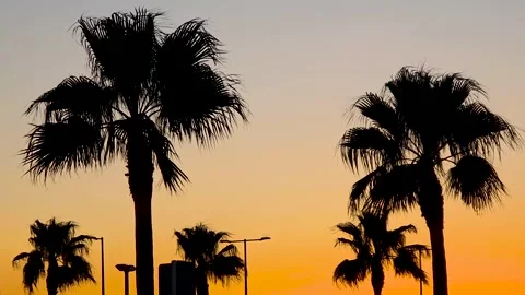 Silhouettes of palm trees swaying in the wind against a warm sunset sky duri Stock Footage 345507681