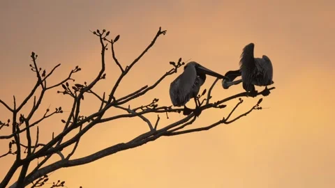 Silhouettes of pelicans perched on tree branches at sunset. Stock Footage 323084782