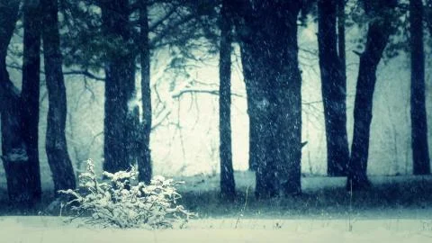 Silhouettes of pine forest trees in winter during a snowfall Stock Photos