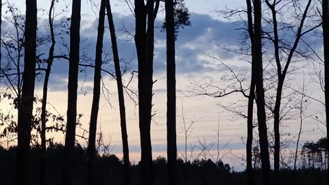Silhouettes of pine trees against the sunset sky Stock Footage 333844822
