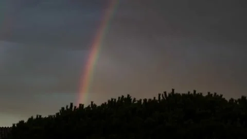 Silhouettes of pine trees on the background of the sunset sky. A strong wind Stock Footage 185524162