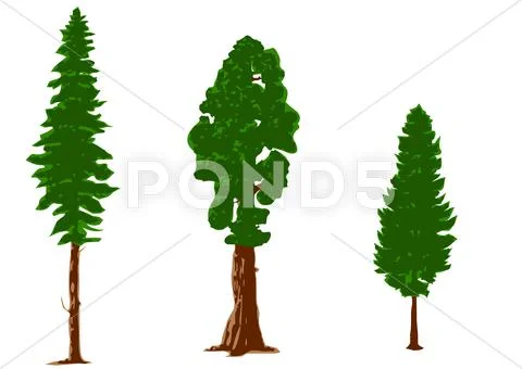 Silhouettes of pine trees Stock Illustration