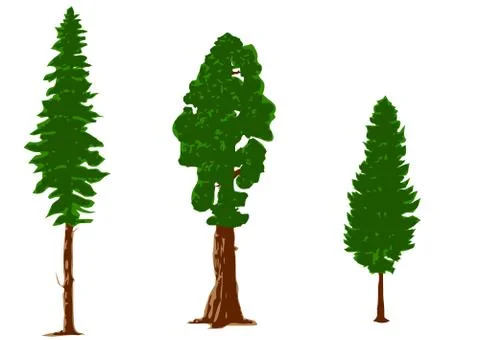 Silhouettes of pine trees Stock Illustration