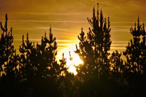 Silhouettes of pine trees at sunset with the sun in backlight Stock Photos