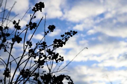 Silhouettes of plants Stock Photos