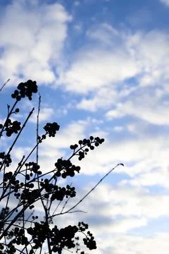 Silhouettes of plants Stock Photos