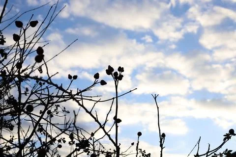 Silhouettes of plants Stock Photos