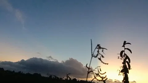 Silhouettes of plants under the dusk sky. Video stock 335697463