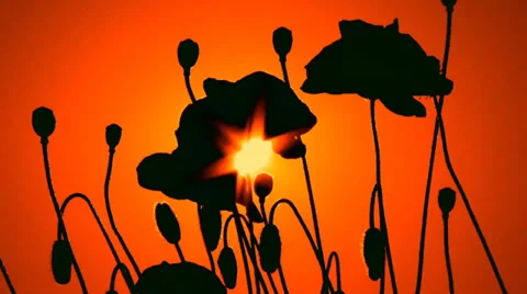 Silhouettes of poppies at sunset Stock-Footage 30931604