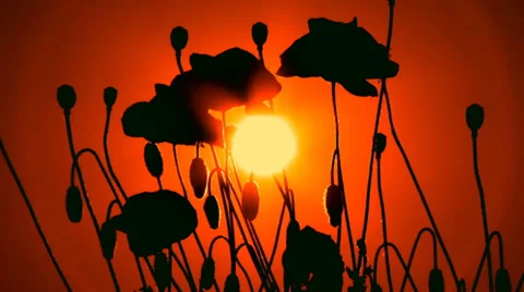 Silhouettes of poppies at sunset Stock Footage 30931768