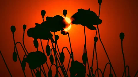 Silhouettes of poppies at sunset Stock-Footage 30931929